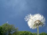 CIMG0154 Dandelion blowing in wind